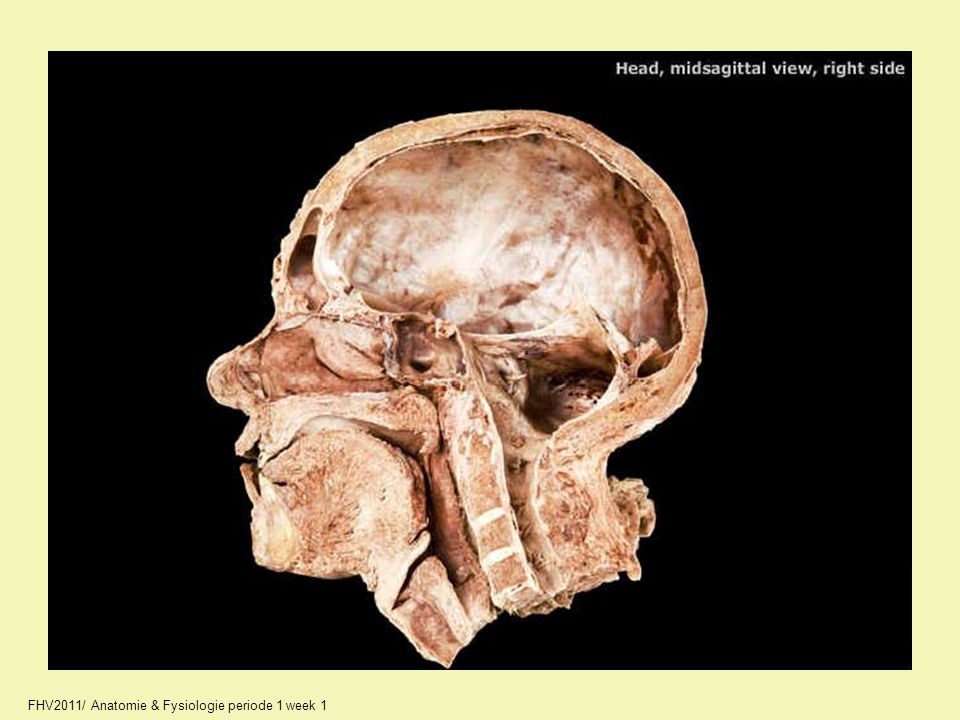 02_A2285_unlabeled.jpg FHV2011/ Anatomie & Fysiologie periode 1 week 1