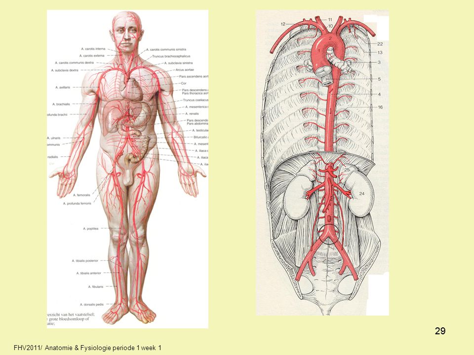 29 29 FHV2011/ Anatomie & Fysiologie periode 1 week