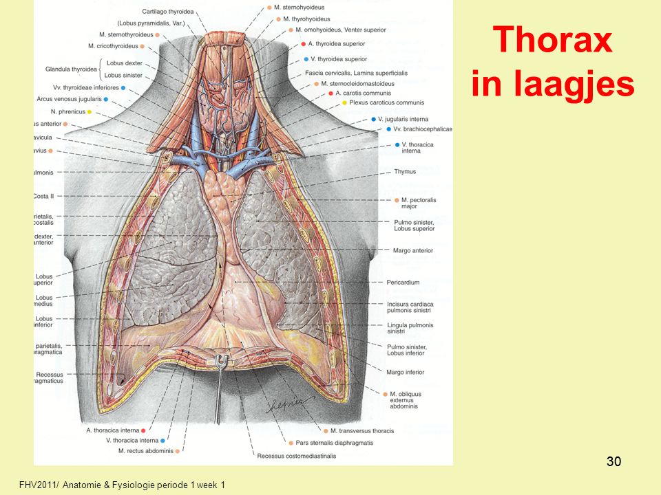 Thorax in laagjes FHV2011/ Anatomie & Fysiologie periode 1 week