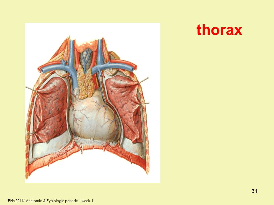 thorax FHV2011/ Anatomie & Fysiologie periode 1 week