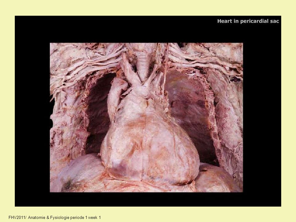 10_A2244_unlabeled.jpg FHV2011/ Anatomie & Fysiologie periode 1 week 1