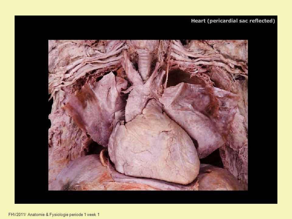 11_A2245_unlabeled.jpg FHV2011/ Anatomie & Fysiologie periode 1 week 1