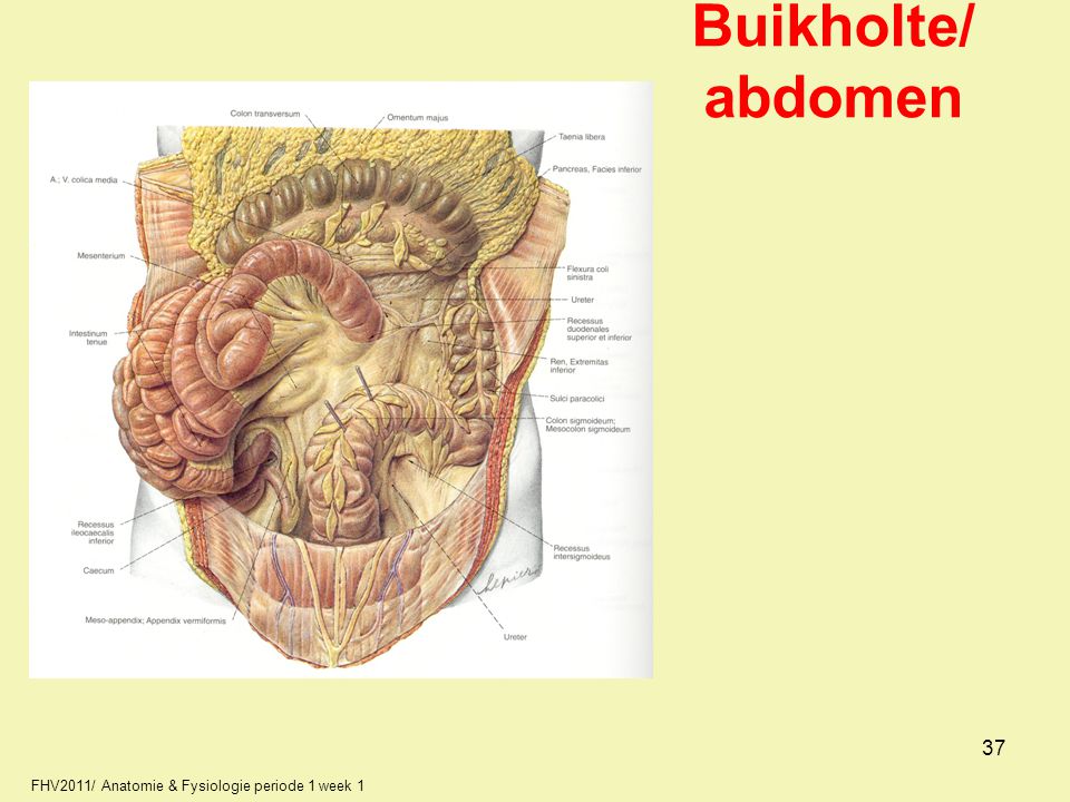 Buikholte/ abdomen 37 FHV2011/ Anatomie & Fysiologie periode 1 week 1 37