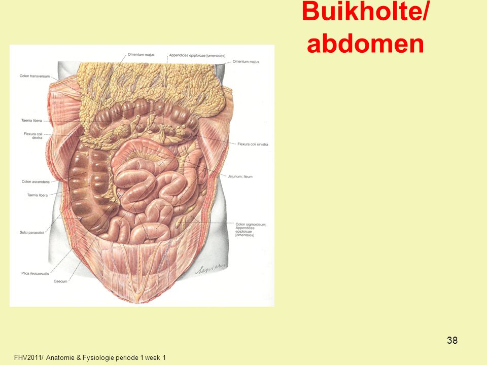 Buikholte/ abdomen 38 FHV2011/ Anatomie & Fysiologie periode 1 week 1 38