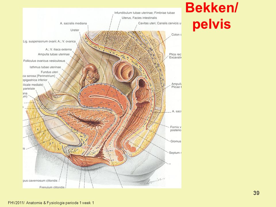 Bekken/ pelvis 39 FHV2011/ Anatomie & Fysiologie periode 1 week 1 39