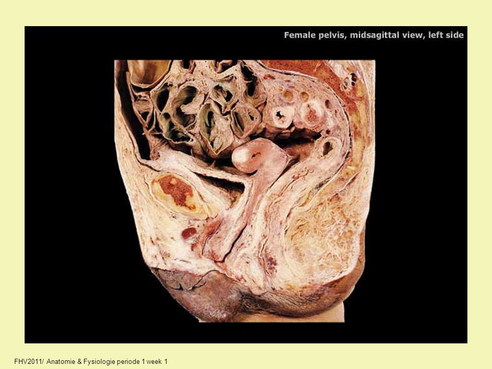 A2330_unlabeled.jpg FHV2011/ Anatomie & Fysiologie periode 1 week 1