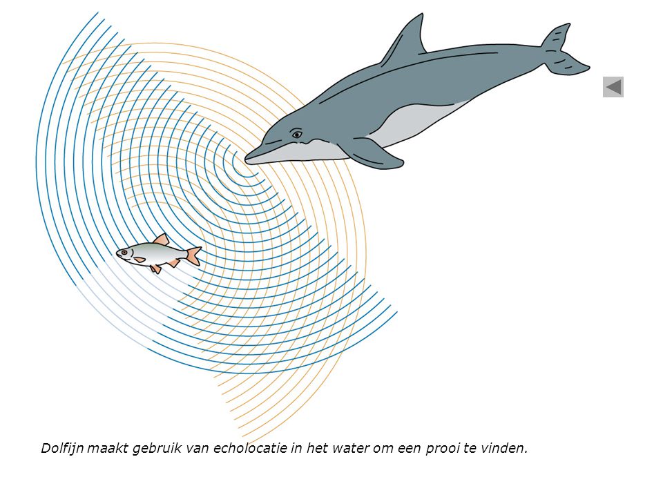 Dolfijn maakt gebruik van echolocatie in het water om een prooi te vinden.