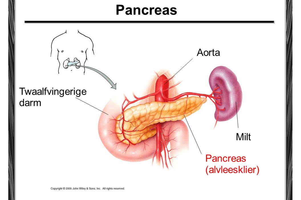 Pancreas Aorta Twaalfvingerige darm Milt Pancreas (alvleesklier)