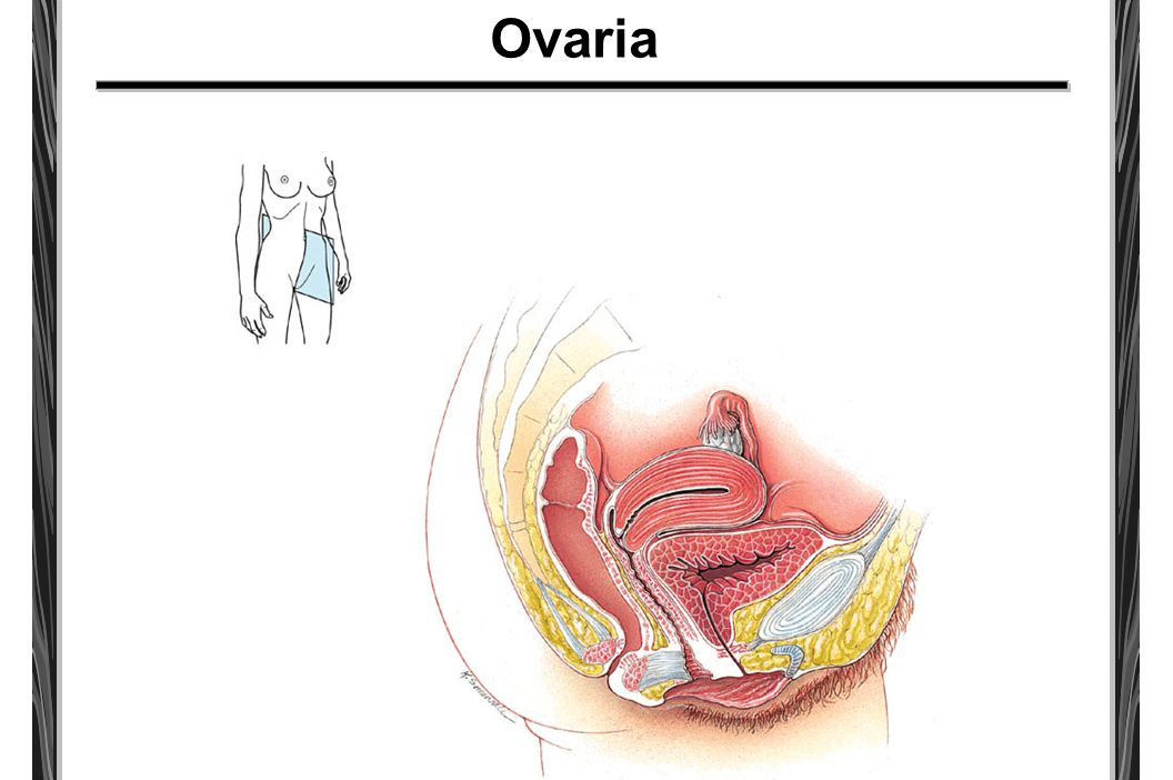 Ovaria