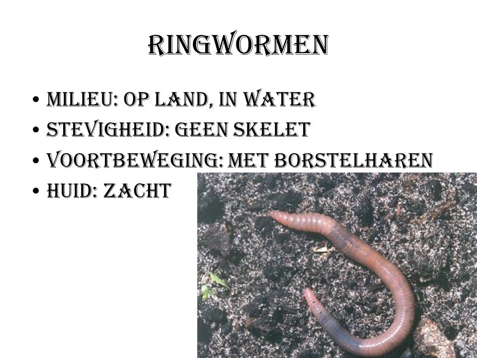 Ringwormen Milieu: Op land, in water Stevigheid: Geen skelet