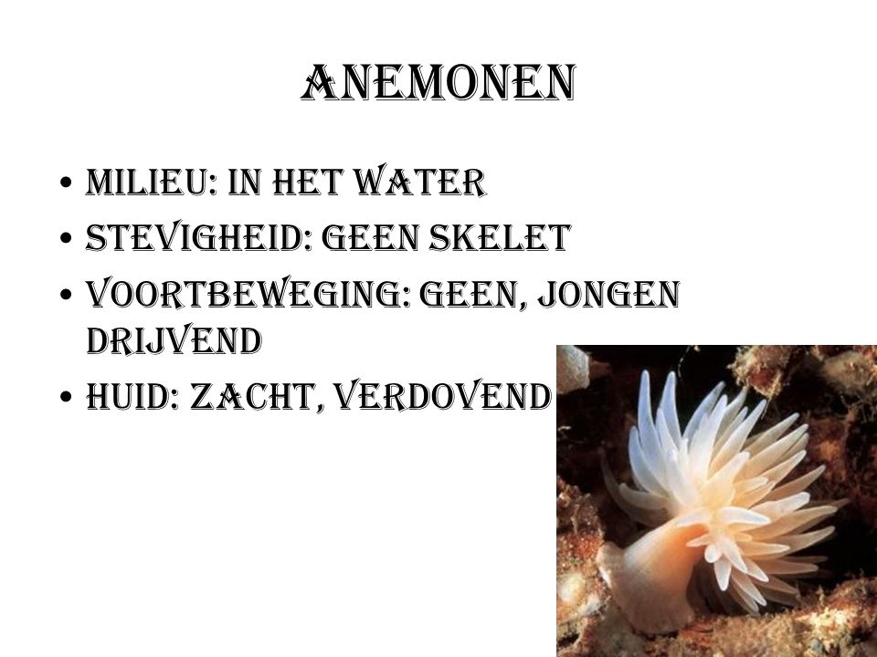Anemonen Milieu: In het water Stevigheid: Geen skelet
