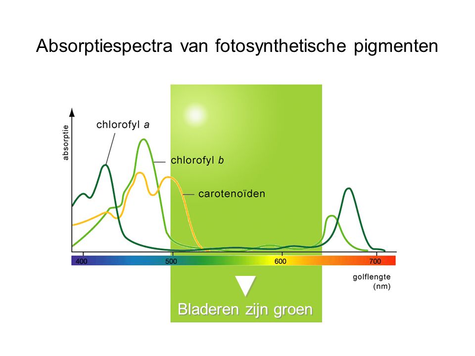 Absorptiespectra van fotosynthetische pigmenten