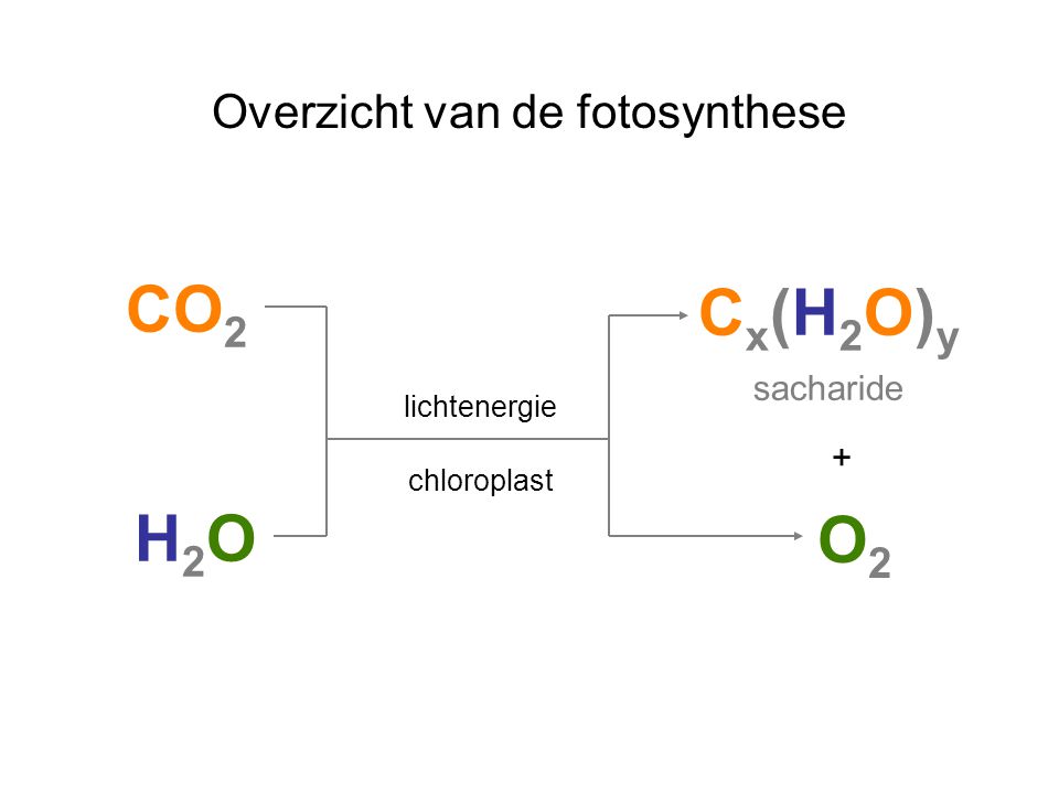 Overzicht van de fotosynthese