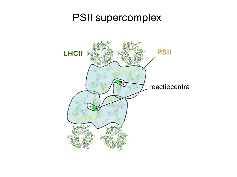PSII supercomplex