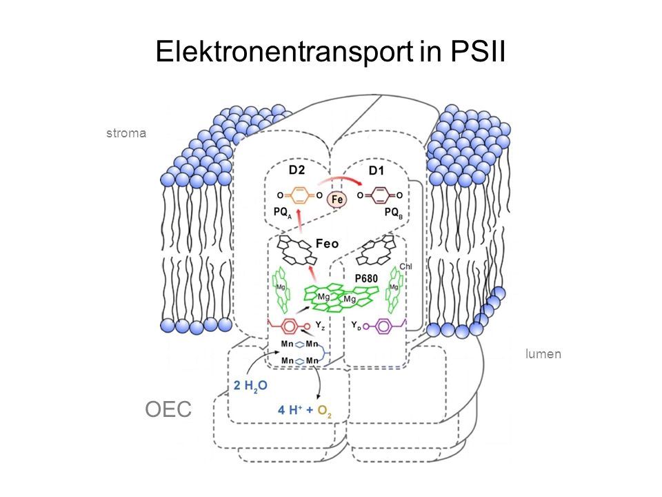 Elektronentransport in PSII
