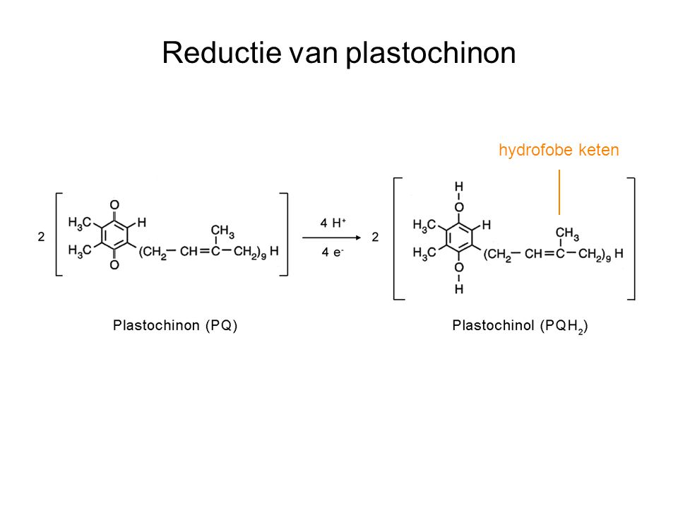 Reductie van plastochinon