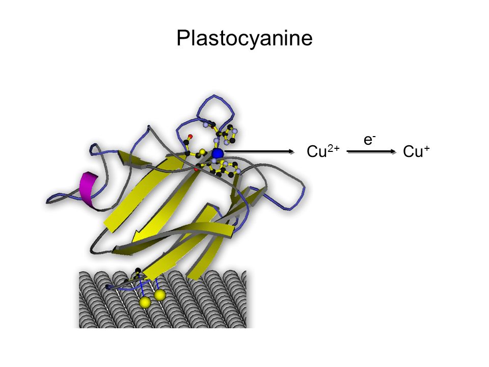 Plastocyanine e- Cu2+ Cu+