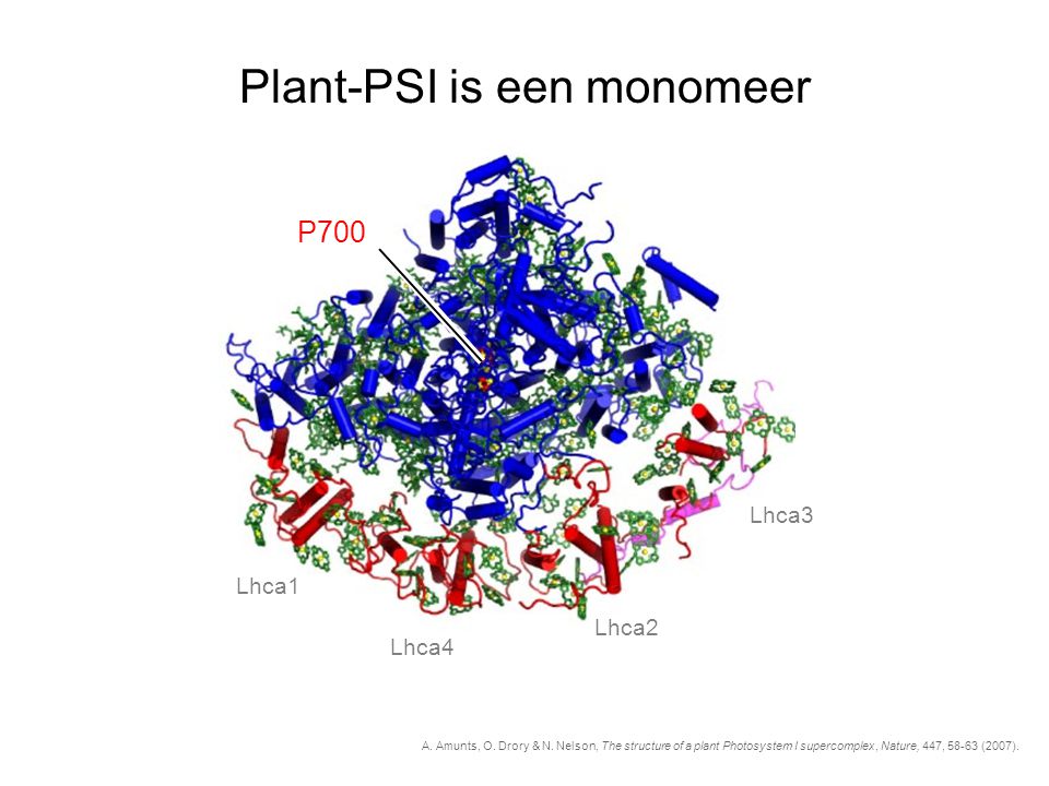Plant-PSI is een monomeer