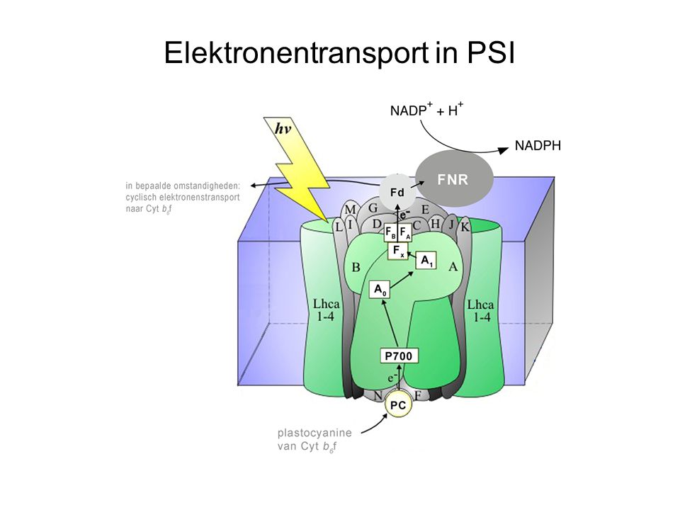 Elektronentransport in PSI