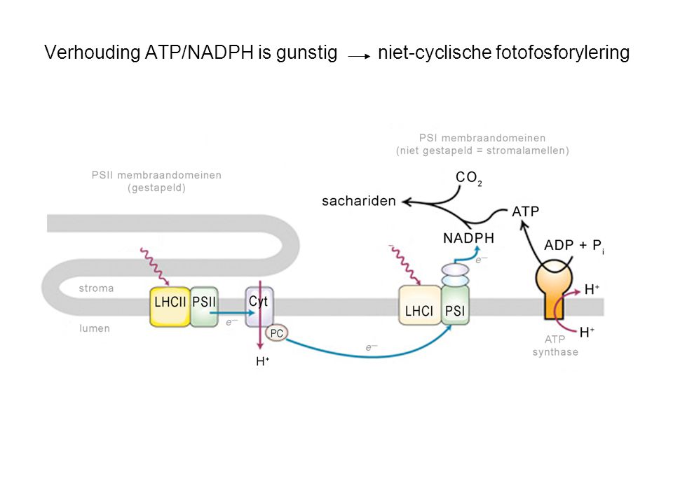 Verhouding ATP/NADPH is gunstig niet-cyclische fotofosforylering