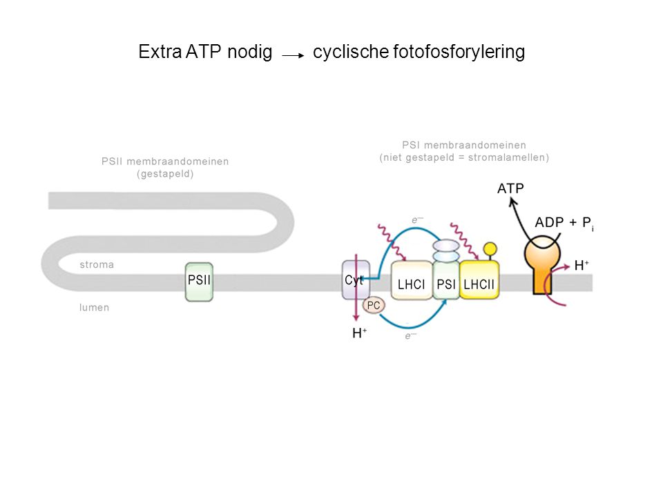 Extra ATP nodig cyclische fotofosforylering