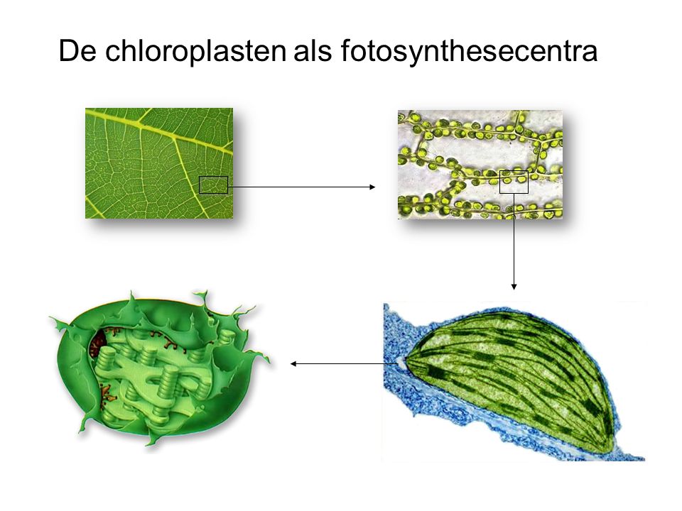 De chloroplasten als fotosynthesecentra
