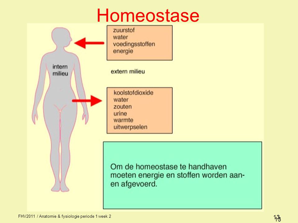 Homeostase FHV2011 / Anatomie & fysiologie periode 1 week 2 13