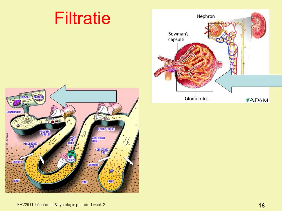Filtratie FHV2011 / Anatomie & fysiologie periode 1 week 2
