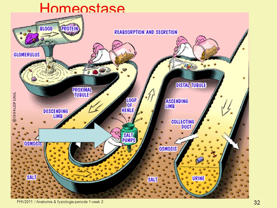 Homeostase FHV2011 / Anatomie & fysiologie periode 1 week 2