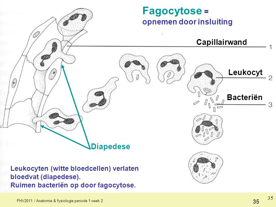 Fagocytose = opnemen door insluiting Capillairwand Leukocyt Bacteriën