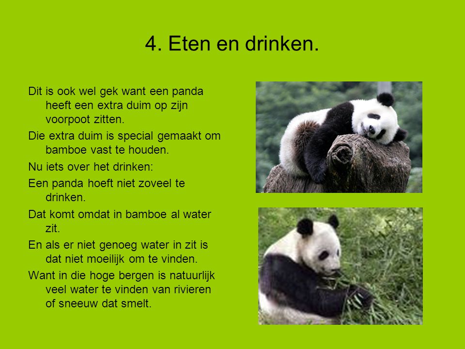 4. Eten en drinken. Dit is ook wel gek want een panda heeft een extra duim op zijn voorpoot zitten.