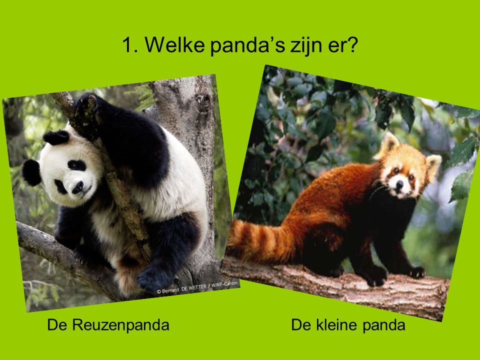 1. Welke panda’s zijn er De Reuzenpanda De kleine panda