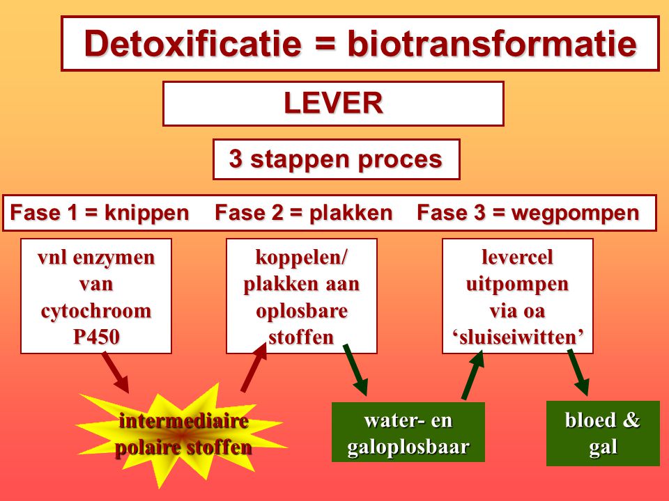 Detoxificatie = biotransformatie vnl enzymen van cytochroom P450