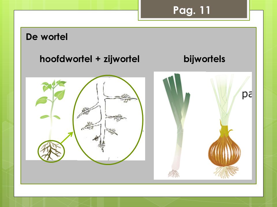 Pag. 11 De wortel hoofdwortel + zijwortel bijwortels