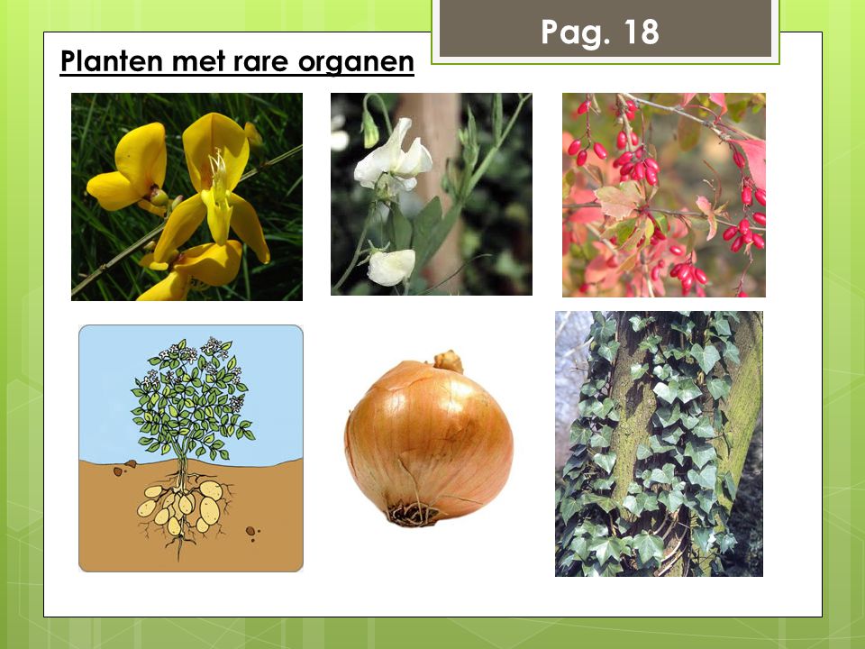 Pag. 18 Planten met rare organen