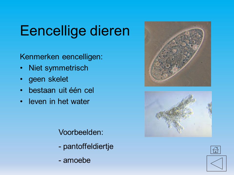 Eencellige dieren Kenmerken eencelligen: Niet symmetrisch geen skelet