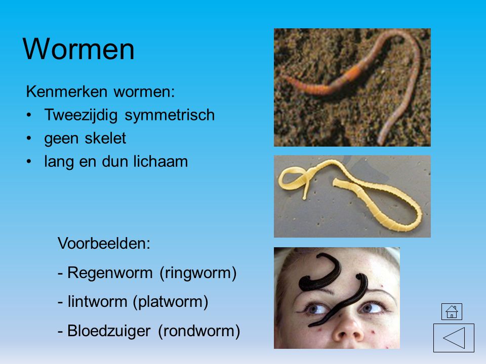 Wormen Kenmerken wormen: Tweezijdig symmetrisch geen skelet