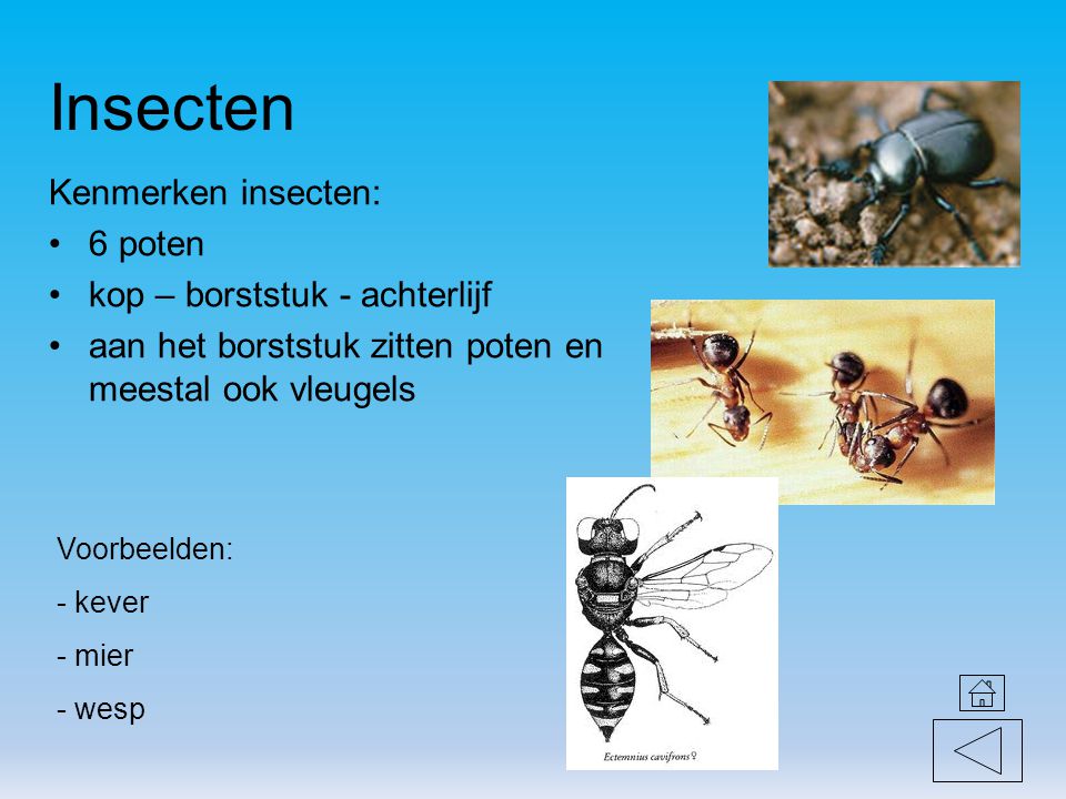 Insecten Kenmerken insecten: 6 poten kop – borststuk - achterlijf