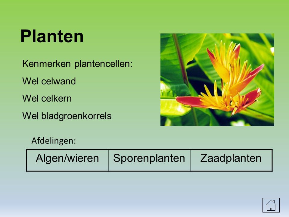 Planten Algen/wieren Sporenplanten Zaadplanten