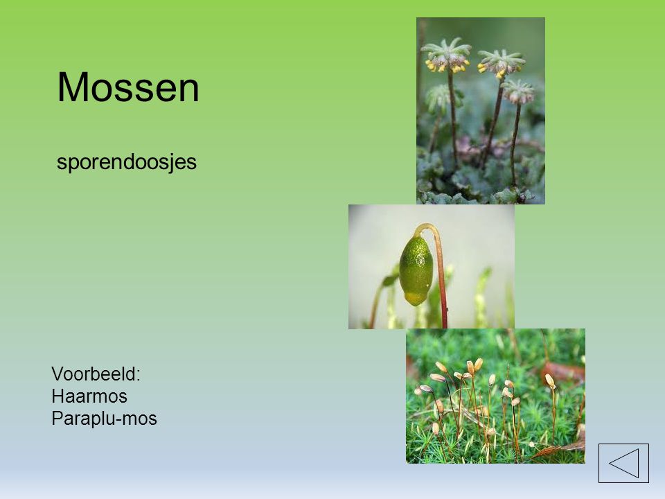 Mossen sporendoosjes Voorbeeld: Haarmos Paraplu-mos