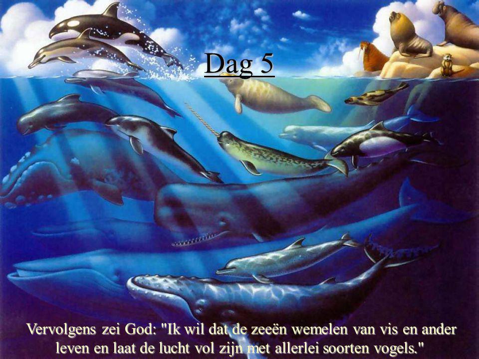Dag 5 Vervolgens zei God: Ik wil dat de zeeën wemelen van vis en ander leven en laat de lucht vol zijn met allerlei soorten vogels.