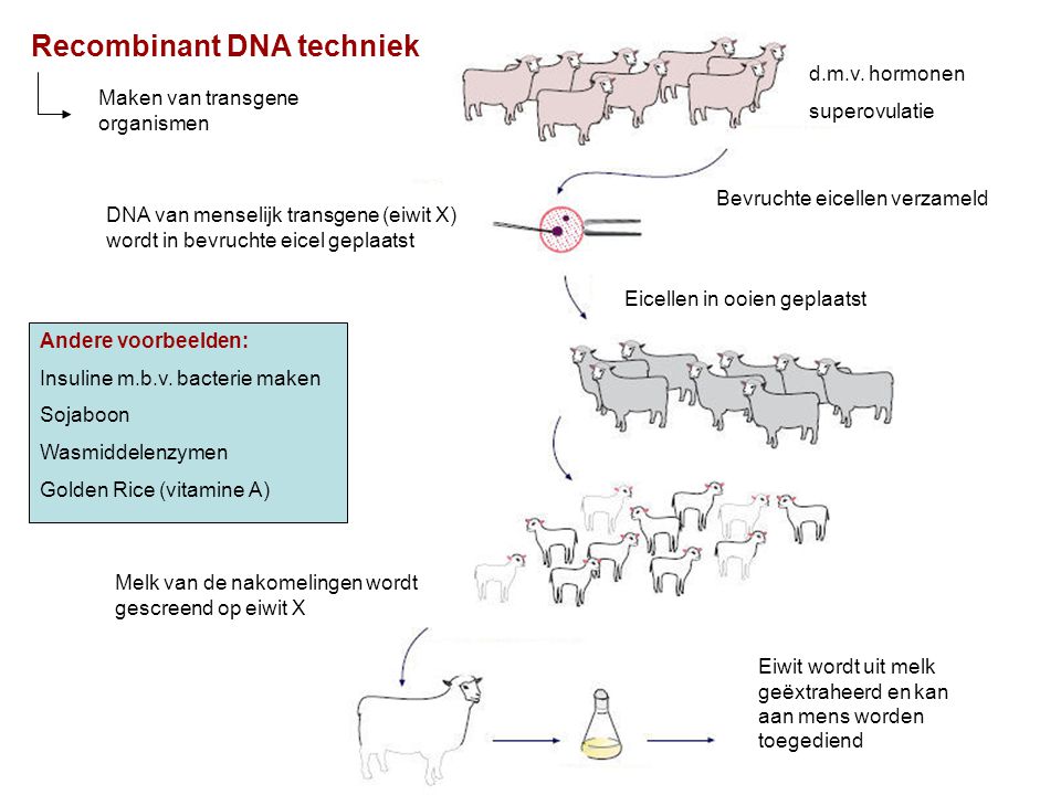 Recombinant DNA techniek