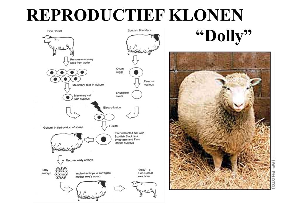 REPRODUCTIEF KLONEN Dolly