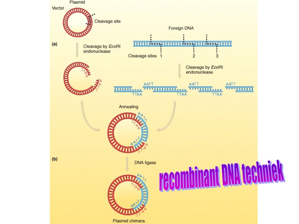 recombinant DNA techniek