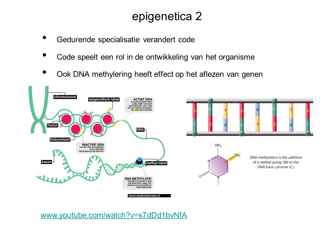epigenetica 2 Gedurende specialisatie verandert code