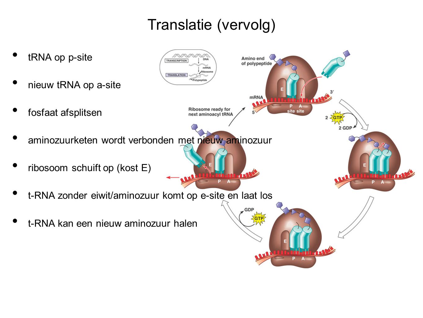 Translatie (vervolg) tRNA op p-site nieuw tRNA op a-site