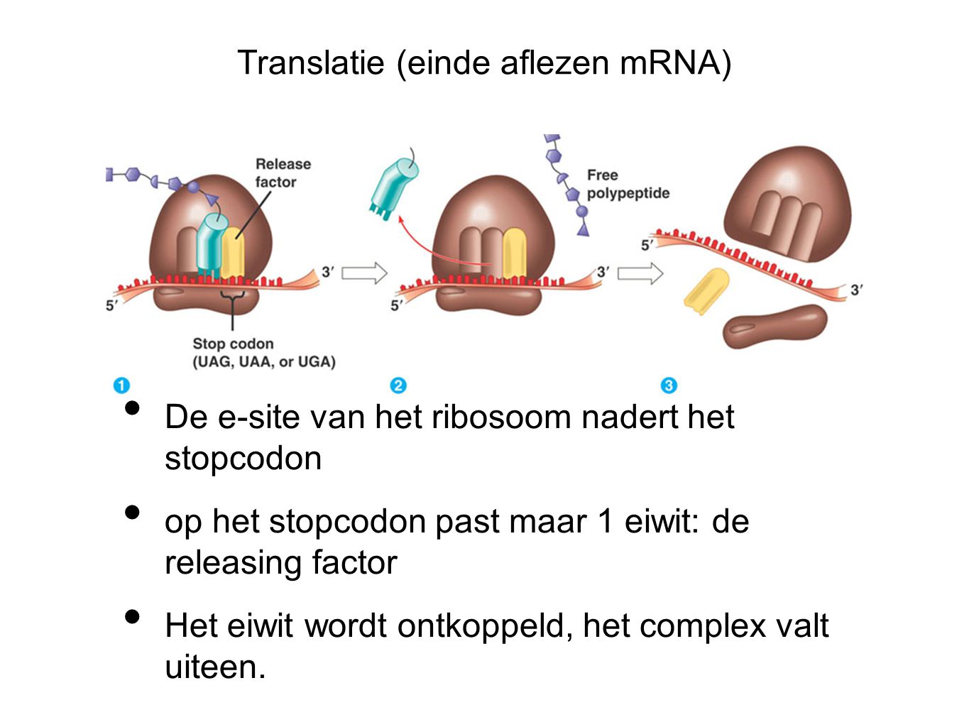 Translatie (einde aflezen mRNA)