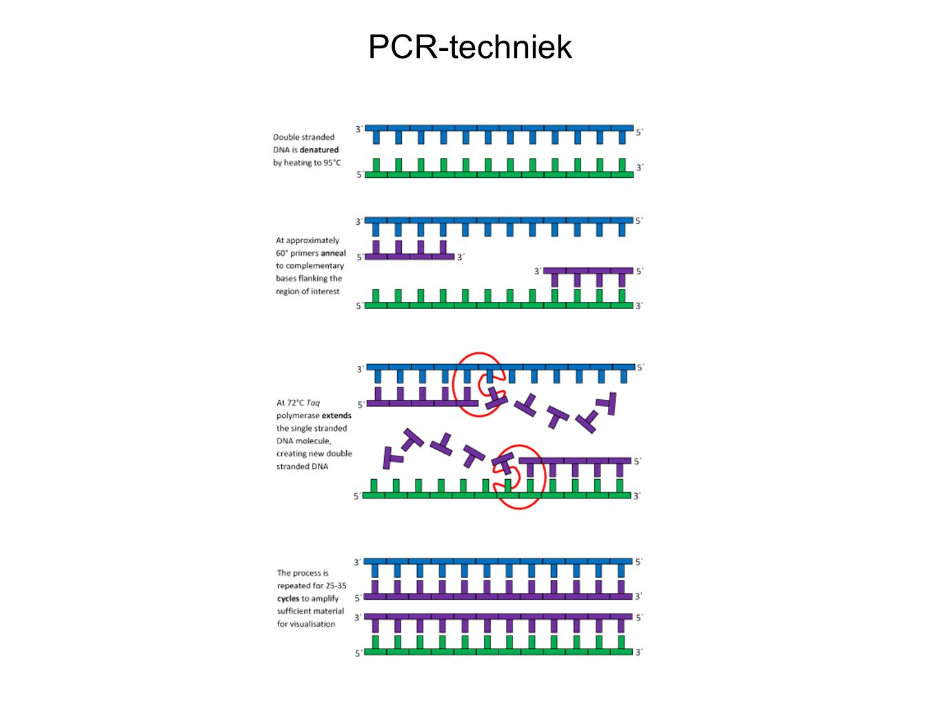 PCR-techniek