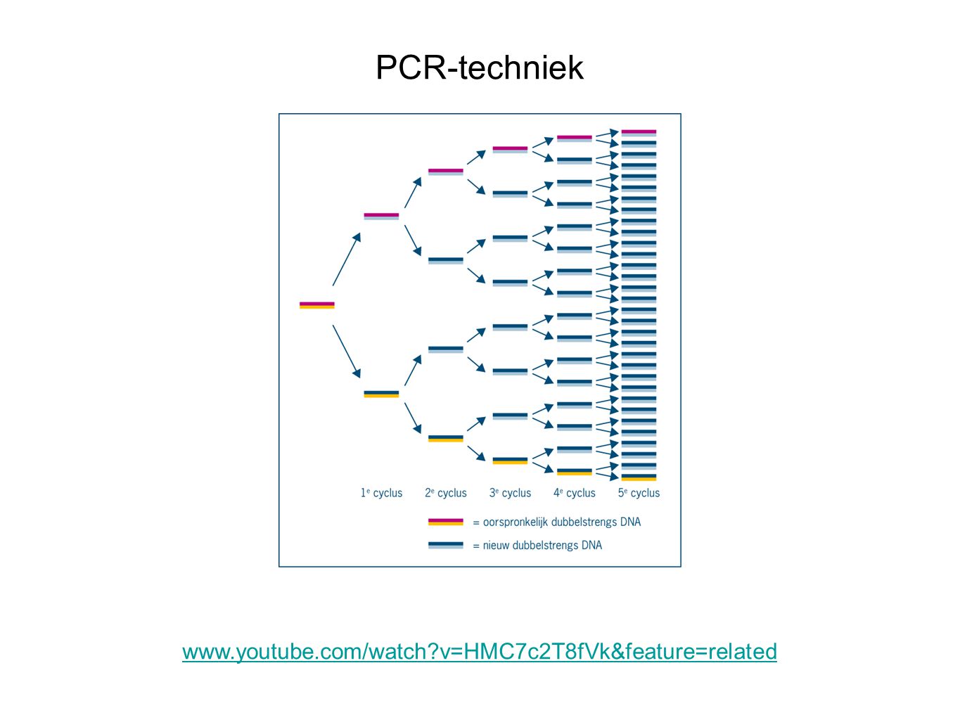 PCR-techniek   v=HMC7c2T8fVk&feature=related