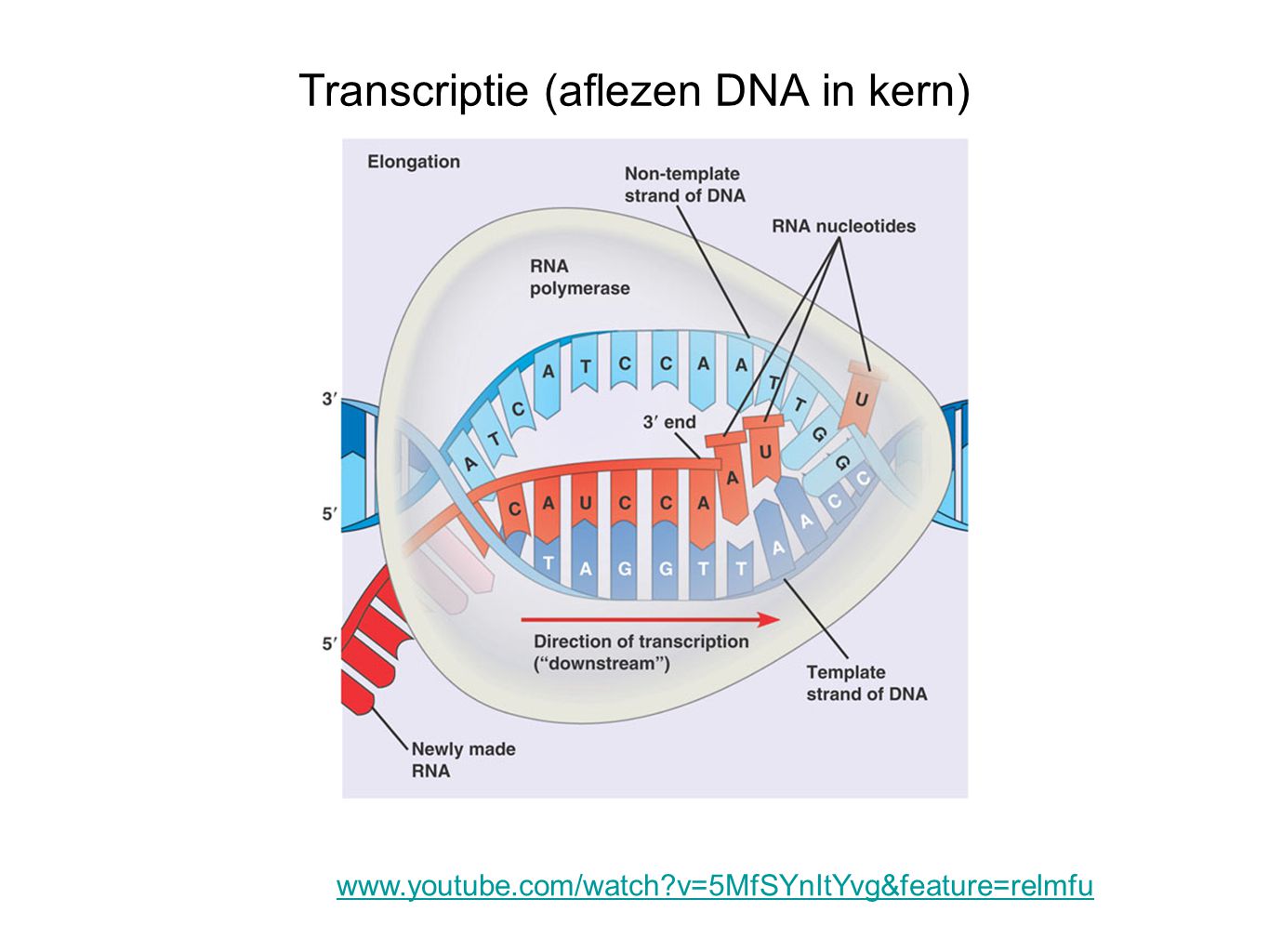 Transcriptie (aflezen DNA in kern)